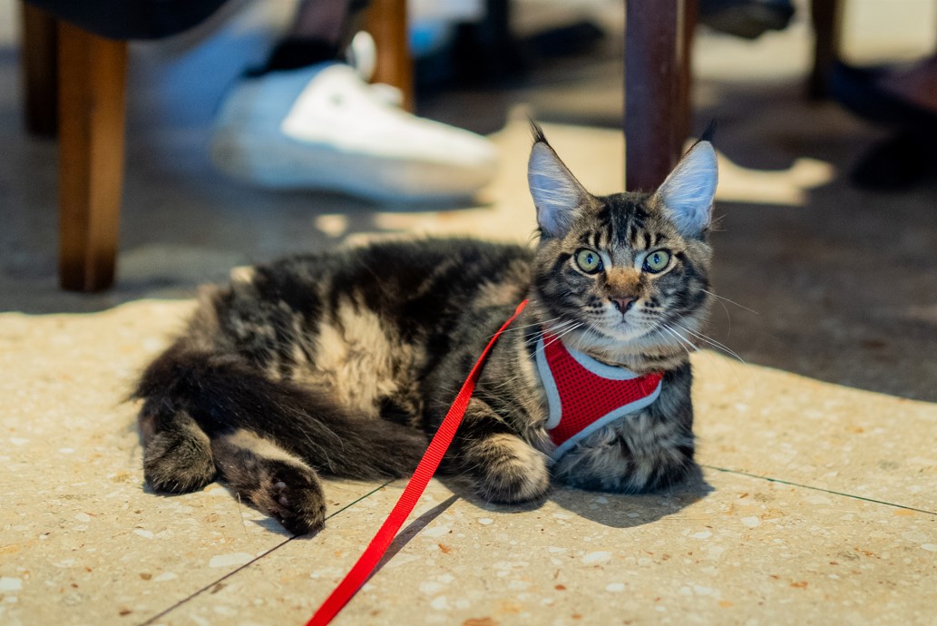 Hard Rock Cafe Manila hosts cat awareness seminar in celebration of Global Cat Day